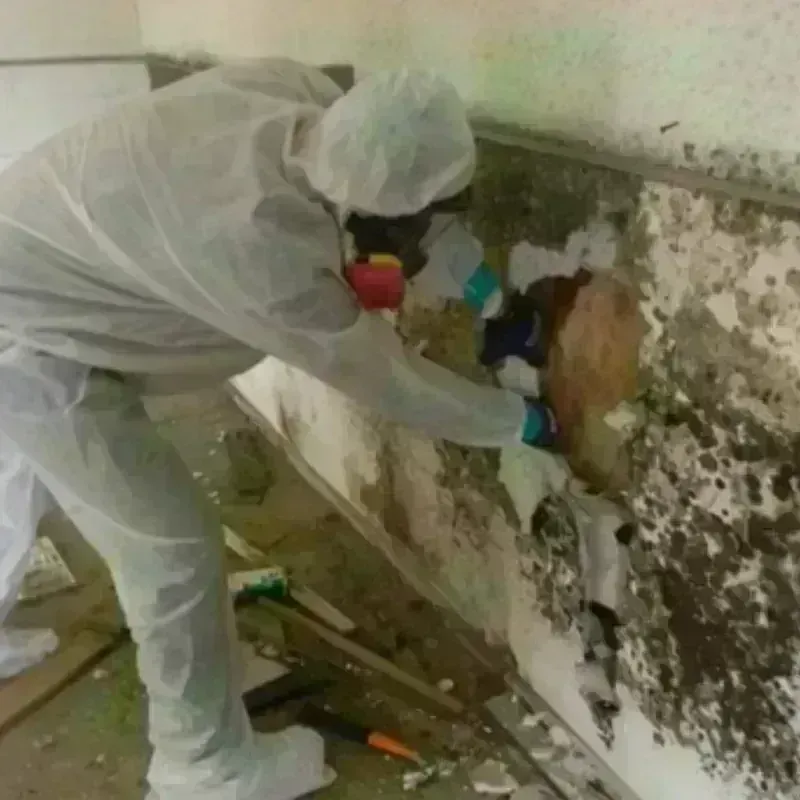 Mold Remediation and Removal in Lyon County, IA